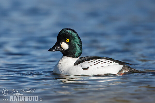 Common Goldeneye (Bucephala clangula)