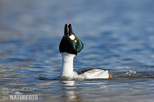 Common Goldeneye (Bucephala clangula)