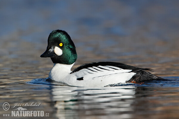 Common Goldeneye (Bucephala clangula)