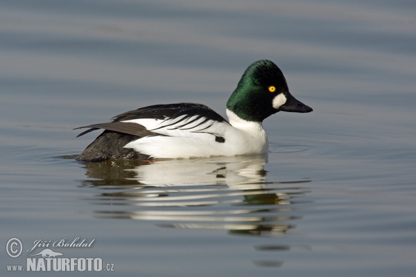 Common Goldeneye (Bucephala clangula)