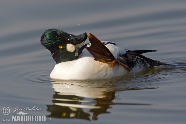 Common Goldeneye (Bucephala clangula)