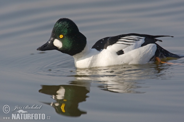 Common Goldeneye (Bucephala clangula)