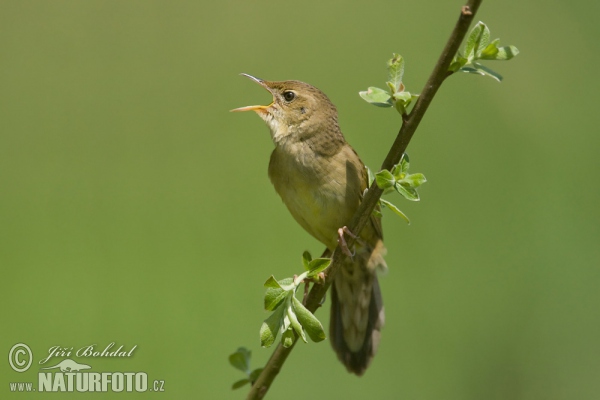 Common Grasshopper-Warbler (Locustella naevia)