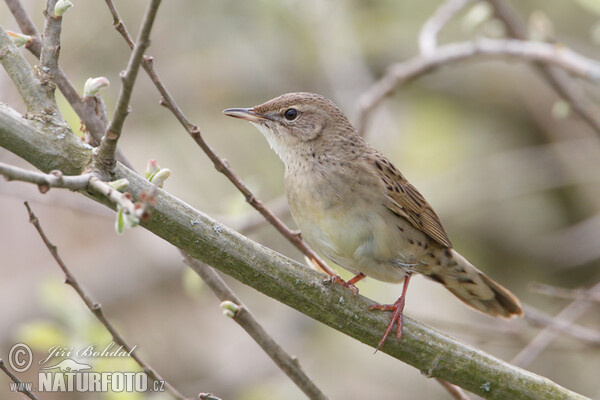 Common Grasshopper-Warbler (Locustella naevia)