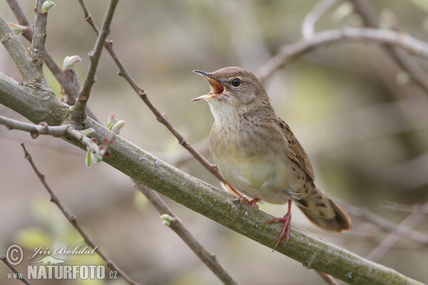 Common Grasshopper-Warbler (Locustella naevia)