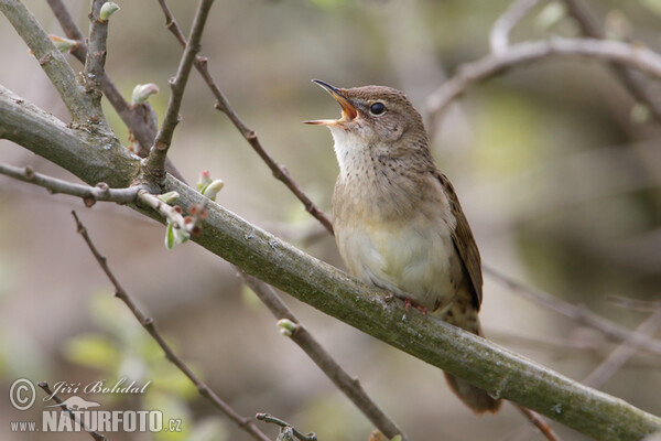 Common Grasshopper-Warbler (Locustella naevia)