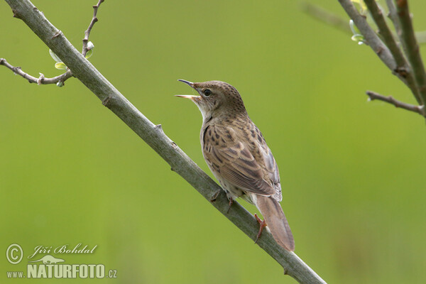 Common Grasshopper-Warbler (Locustella naevia)