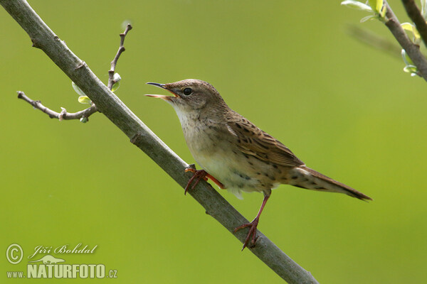 Common Grasshopper-Warbler (Locustella naevia)