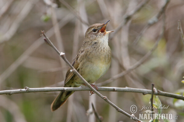 Common Grasshopper-Warbler (Locustella naevia)