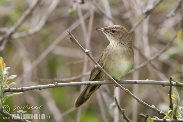 Common Grasshopper-Warbler (Locustella naevia)