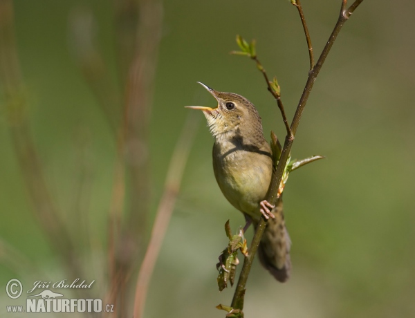 Common Grasshopper-Warbler (Locustella naevia)