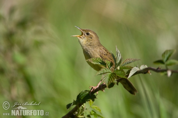 Common Grasshopper-Warbler (Locustella naevia)