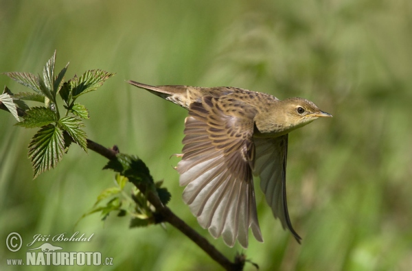 Common Grasshopper-Warbler (Locustella naevia)