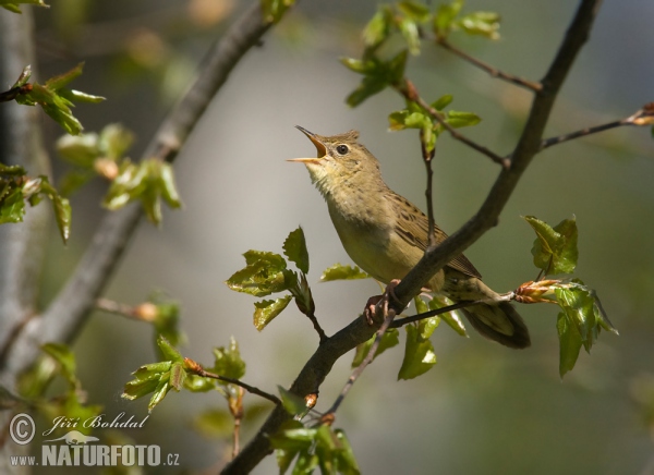 Common Grasshopper-Warbler (Locustella naevia)