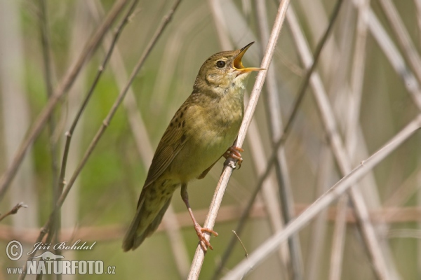 Common Grasshopper-Warbler (Locustella naevia)
