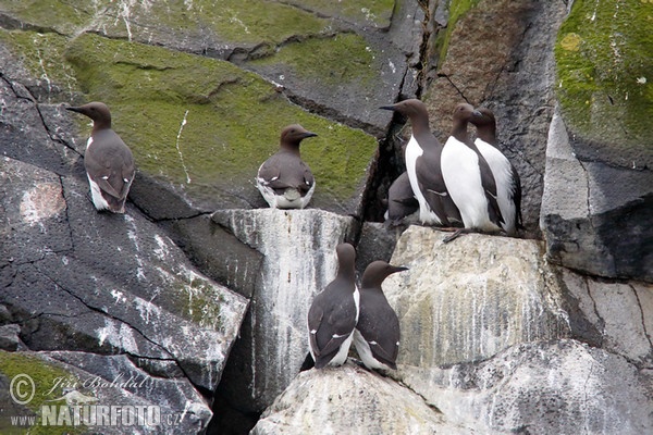 Common Guillemot (Uria aalge)