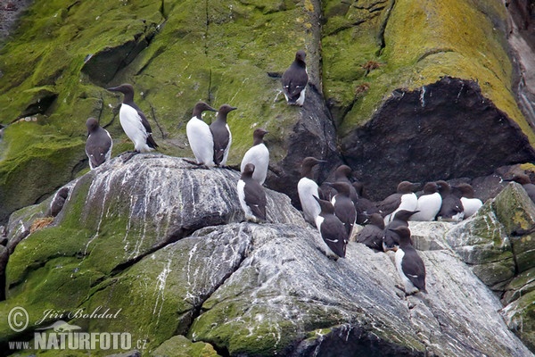 Common Guillemot (Uria aalge)