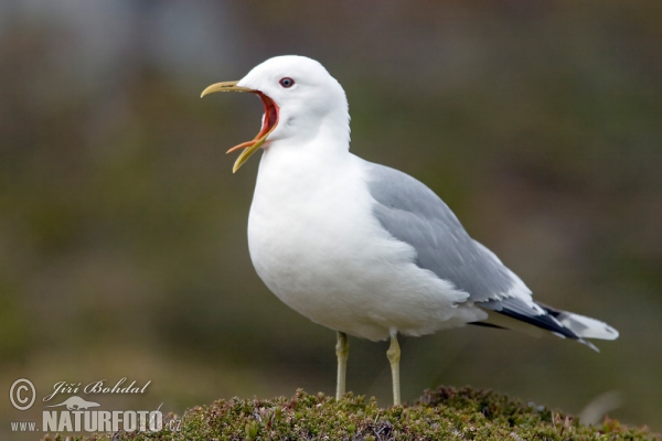 Common Gull (Larus canus)