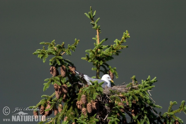 Common Gull (Larus canus)