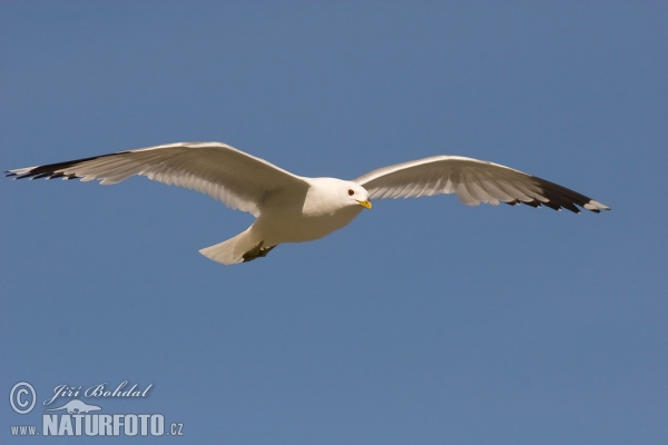 Common Gull (Larus canus)