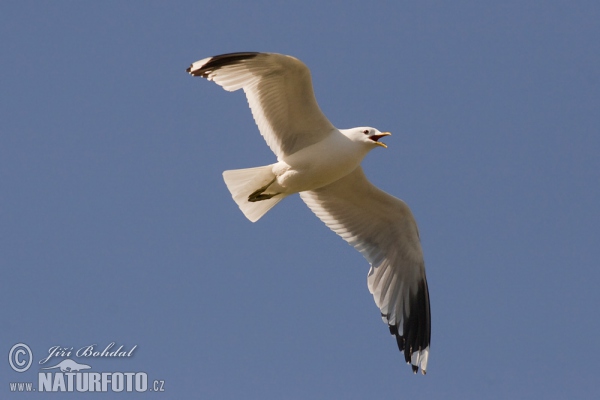 Common Gull (Larus canus)