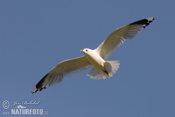 Common Gull (Larus canus)