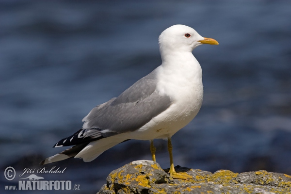 Common Gull (Larus canus)