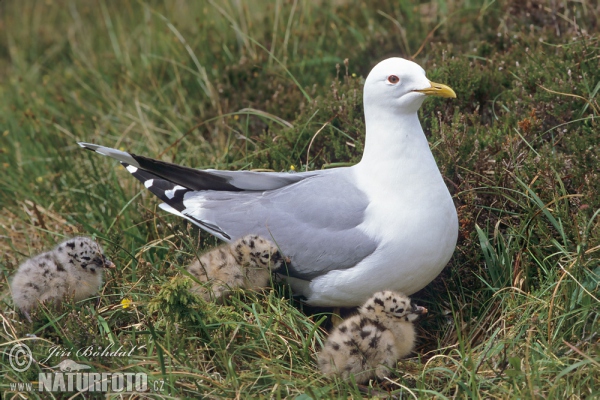 Common Gull (Larus canus)