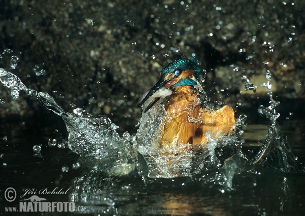 Common Kingfisher (Alcedo atthis)