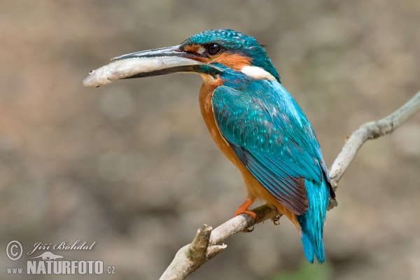 Common Kingfisher (Alcedo atthis)