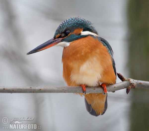 Common Kingfisher (Alcedo atthis)