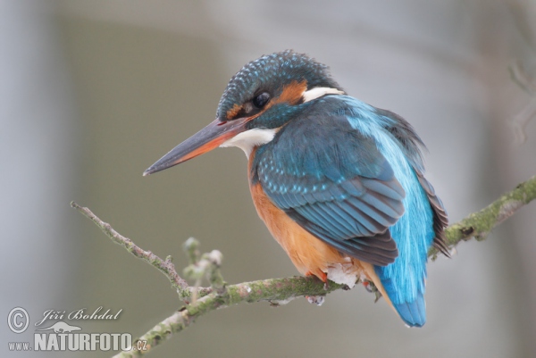 Common Kingfisher (Alcedo atthis)