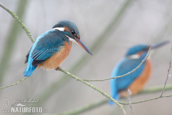 Common Kingfisher (Alcedo atthis)