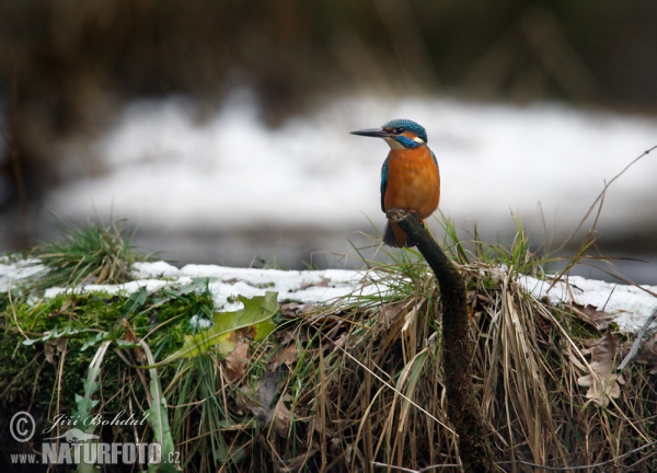 Common Kingfisher (Alcedo atthis)