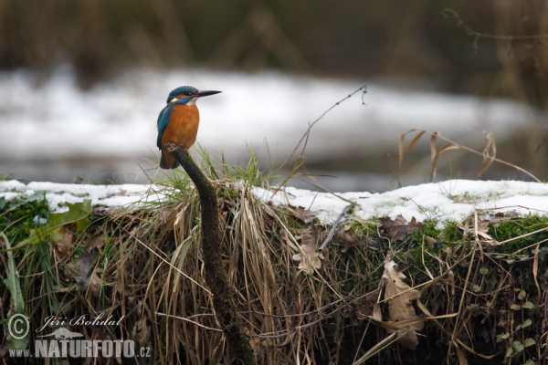 Common Kingfisher (Alcedo atthis)