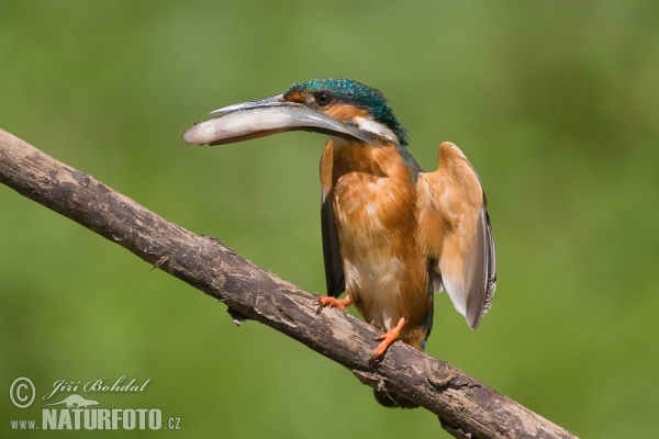 Common Kingfisher (Alcedo atthis)