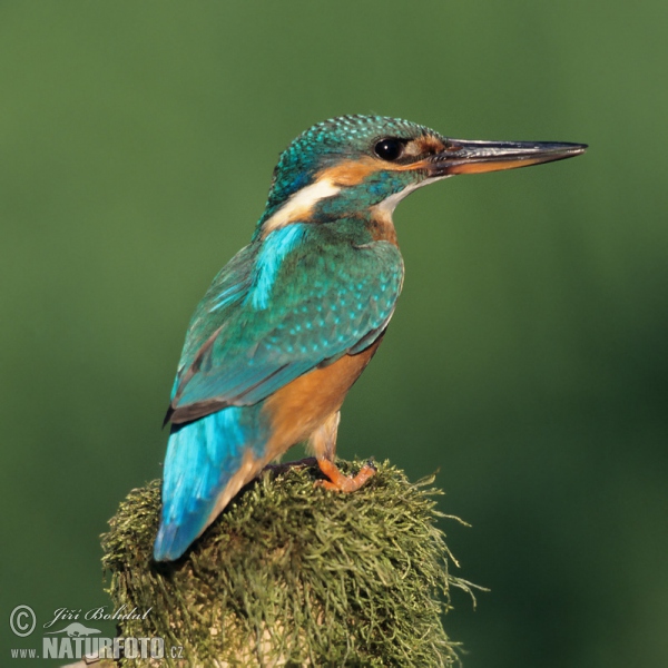 Common Kingfisher (Alcedo atthis)