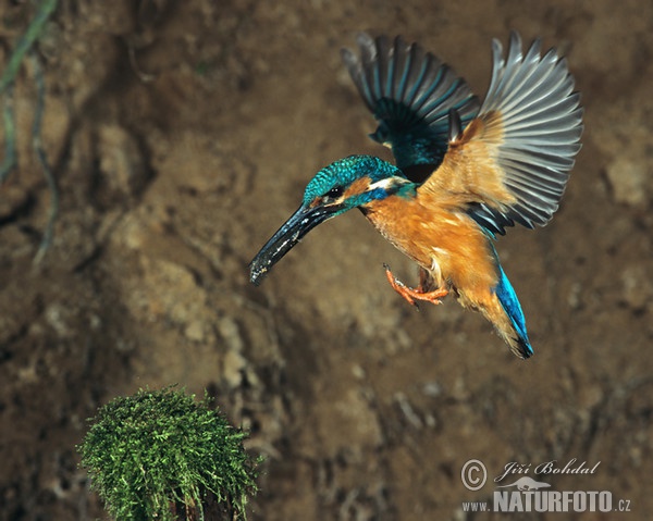 Common Kingfisher (Alcedo atthis)