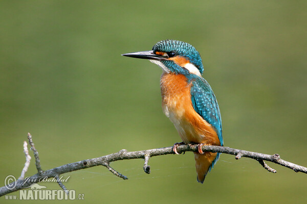 Common Kingfisher (Alcedo atthis)