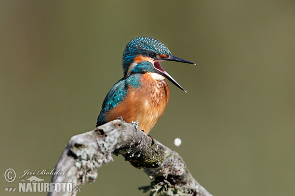 Common Kingfisher (Alcedo atthis)