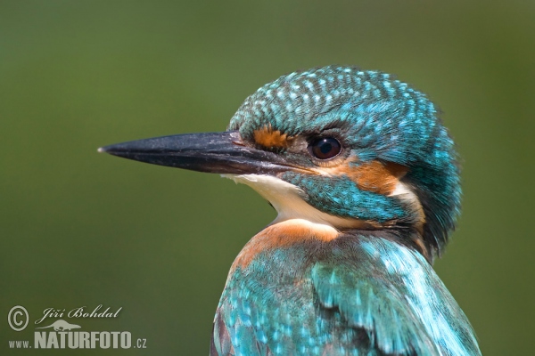Common Kingfisher (Alcedo atthis)