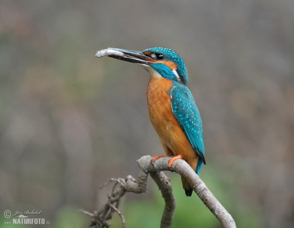 Common Kingfisher (Alcedo atthis)