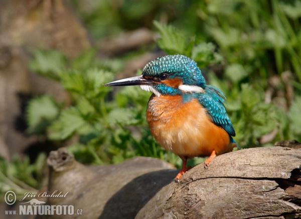 Common Kingfisher (Alcedo atthis)