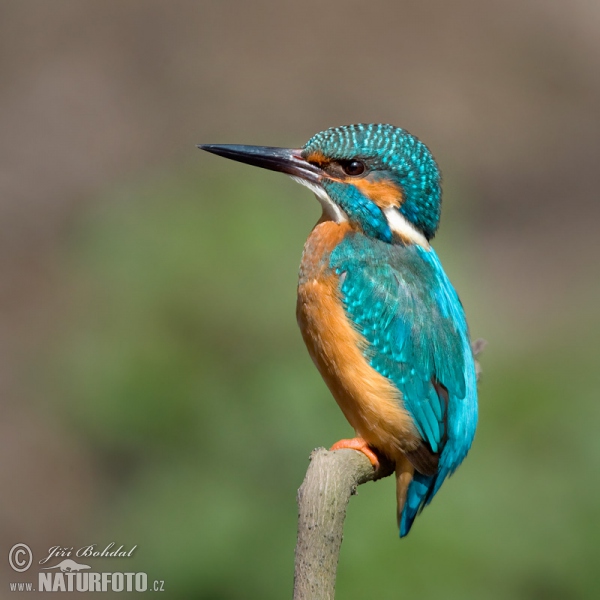 Common Kingfisher (Alcedo atthis)