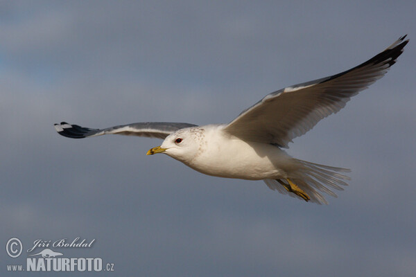 Common or Mew Gull (Larus canus)