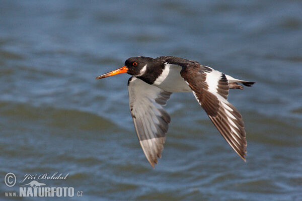 Common Oystercatcher (Haematopus ostralegus)