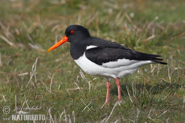 Common Oystercatcher (Haematopus ostralegus)