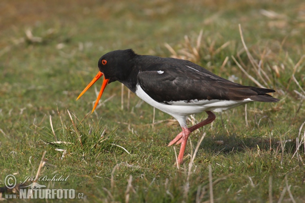 Common Oystercatcher (Haematopus ostralegus)