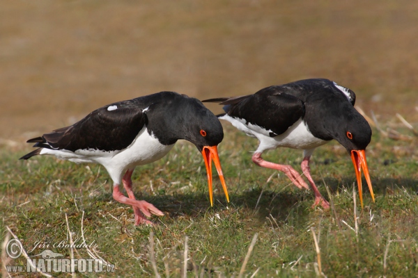 Common Oystercatcher (Haematopus ostralegus)