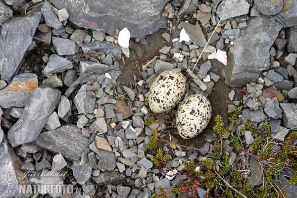 Common Oystercatcher (Haematopus ostralegus)